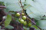 Muscadine grape